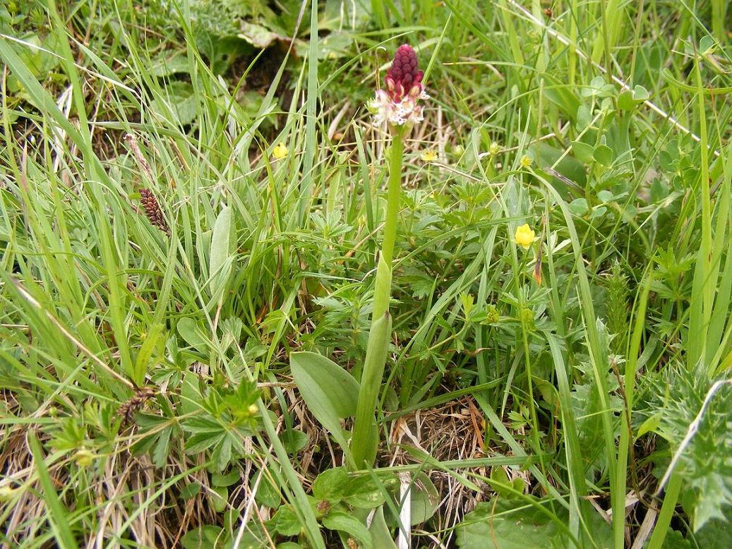 Orchis ustulata